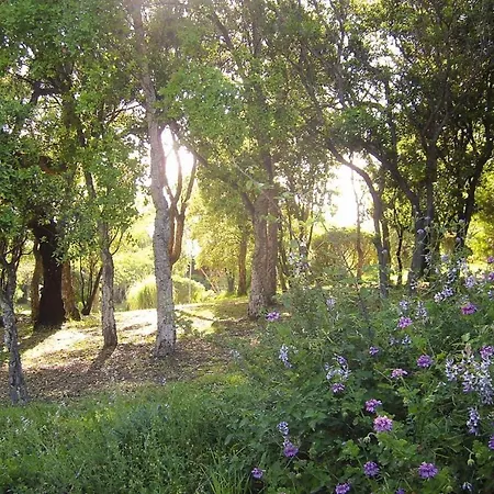 Near Pinarellu Bay זונזה
